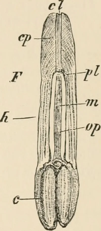 An illustration from Handbook of practical botany for the botanical laboratory and private student, 1908, leaf 416