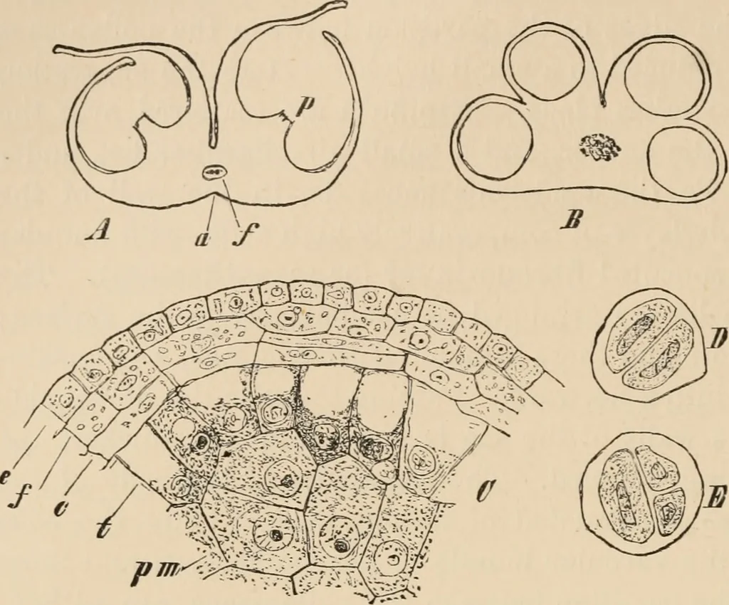 An illustration from Handbook of practical botany for the botanical laboratory and private student, 1908, leaf 421