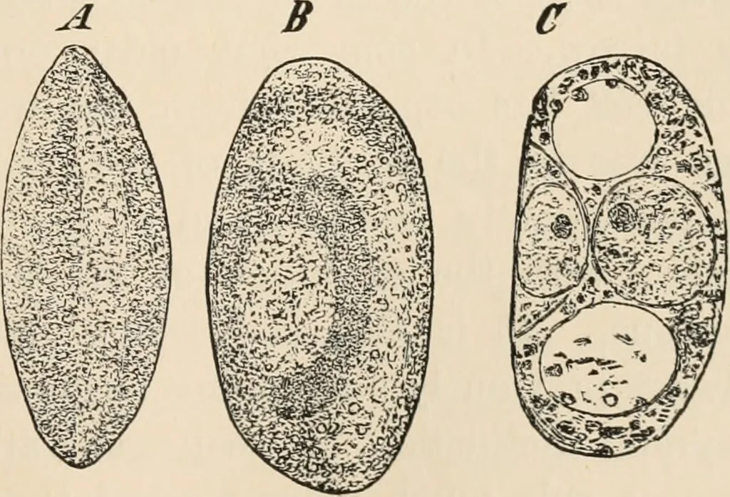 An illustration from Handbook of practical botany for the botanical laboratory and private student, 1908, leaf 422