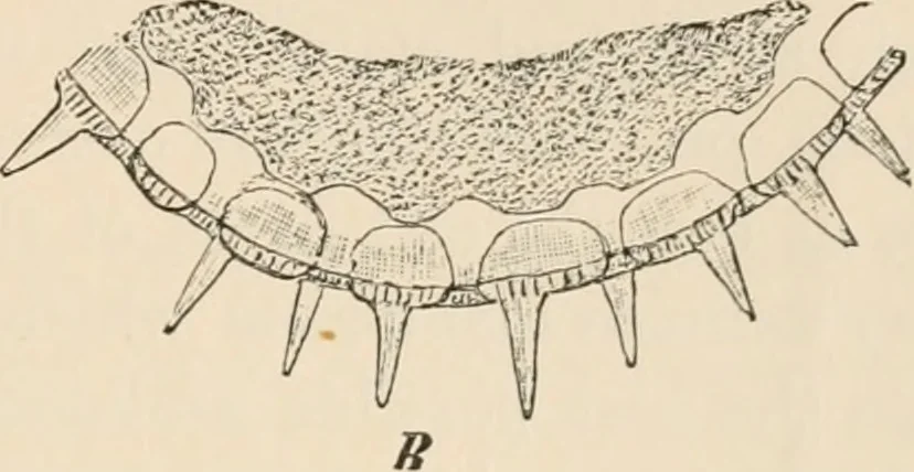 An illustration from Handbook of practical botany for the botanical laboratory and private student, 1908, leaf 426