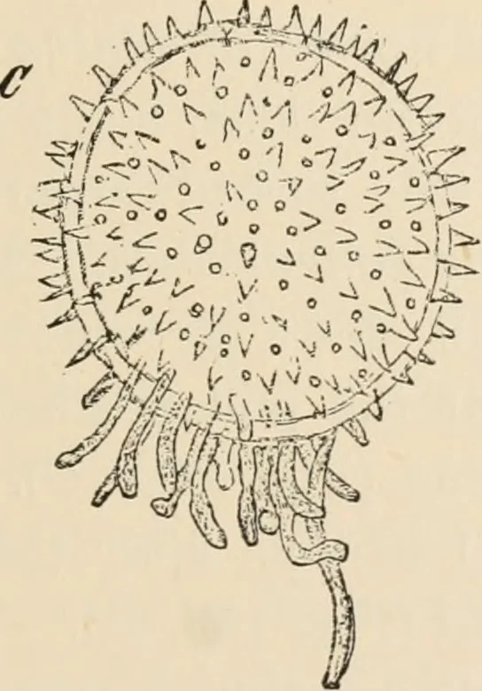 An illustration from Handbook of practical botany for the botanical laboratory and private student, 1908, leaf 426