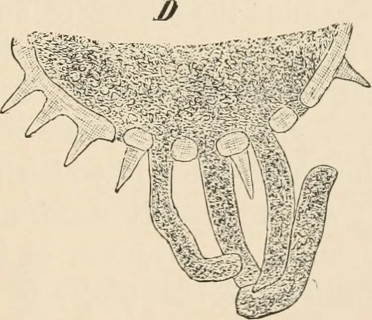 An illustration from Handbook of practical botany for the botanical laboratory and private student, 1908, leaf 426
