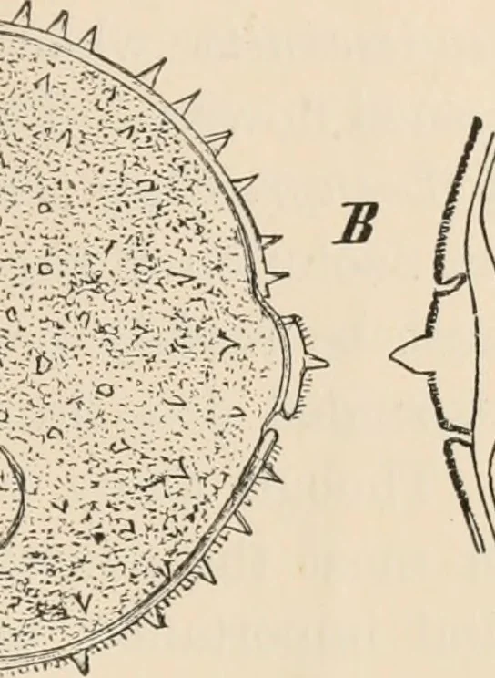 An illustration from Handbook of practical botany for the botanical laboratory and private student, 1908, leaf 428