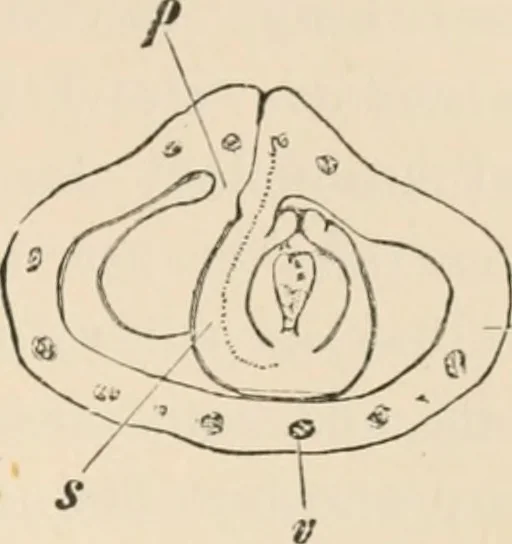 An illustration from Handbook of practical botany for the botanical laboratory and private student, 1908, leaf 432