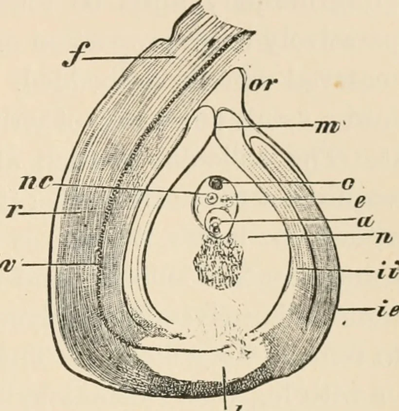 An illustration from Handbook of practical botany for the botanical laboratory and private student, 1908, leaf 436