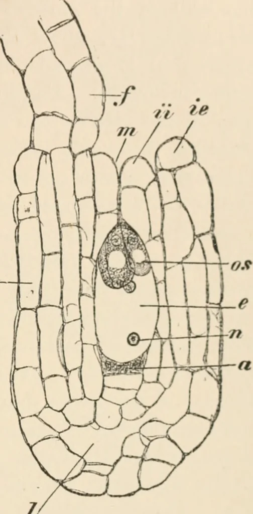 An illustration from Handbook of practical botany for the botanical laboratory and private student, 1908, leaf 442