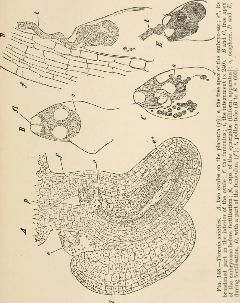 An illustration from Handbook of practical botany for the botanical laboratory and private student, 1908, leaf 444