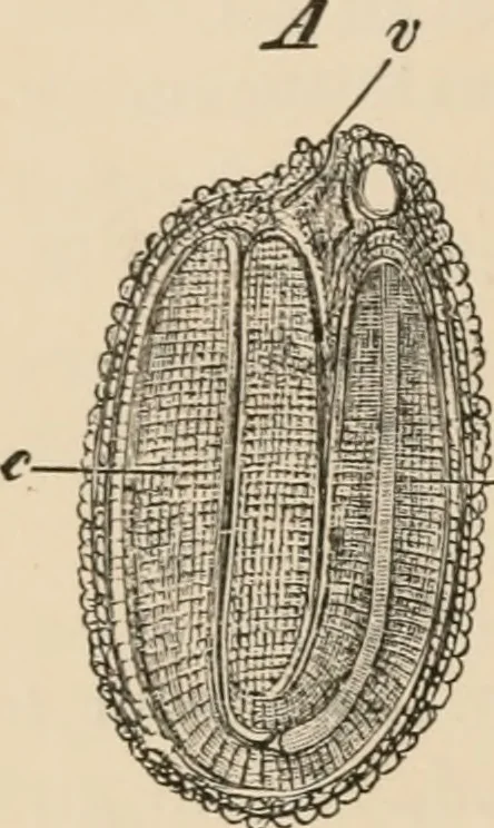 An illustration from Handbook of practical botany for the botanical laboratory and private student, 1908, leaf 447
