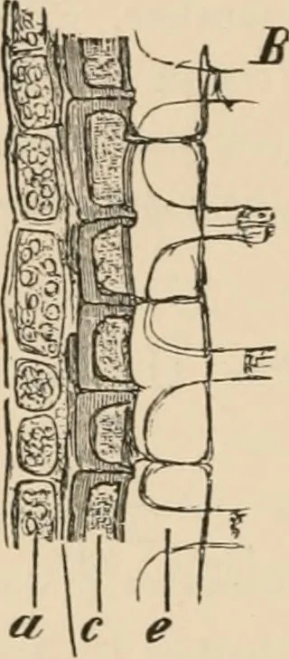An illustration from Handbook of practical botany for the botanical laboratory and private student, 1908, leaf 447