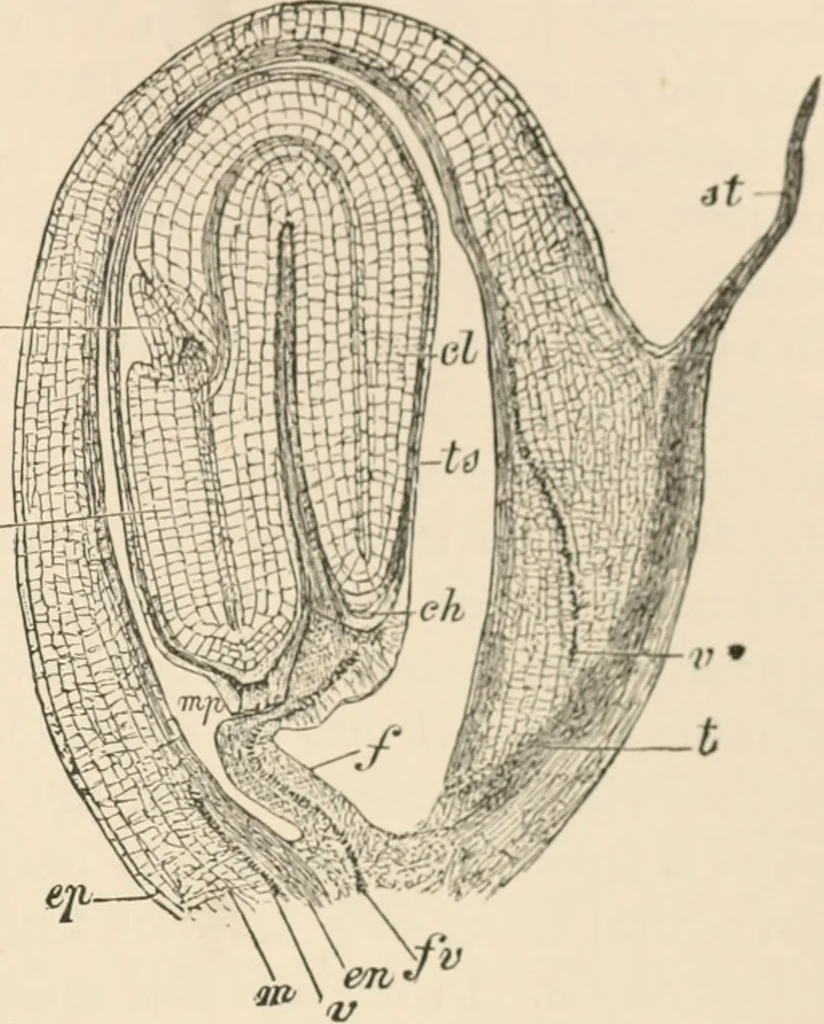 An illustration from Handbook of practical botany for the botanical laboratory and private student, 1908, leaf 452