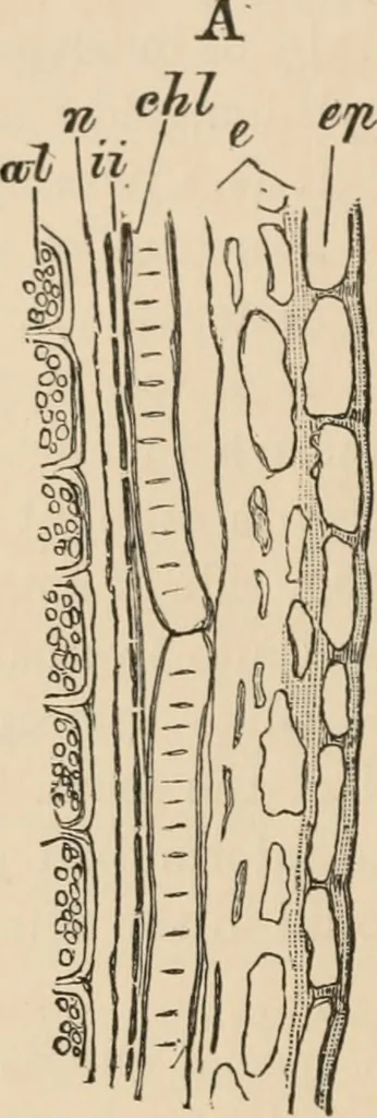 An illustration from Handbook of practical botany for the botanical laboratory and private student, 1908, leaf 455