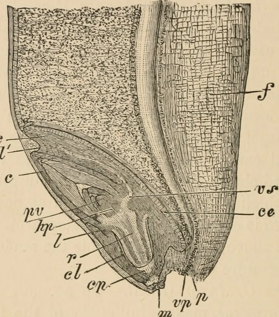 An illustration from Handbook of practical botany for the botanical laboratory and private student, 1908, leaf 455
