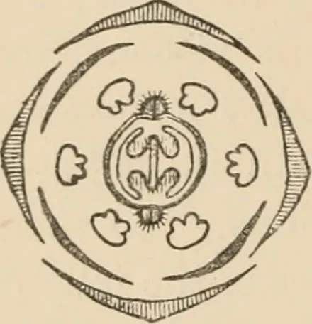 An illustration from Handbook of practical botany for the botanical laboratory and private student, 1908, leaf 467
