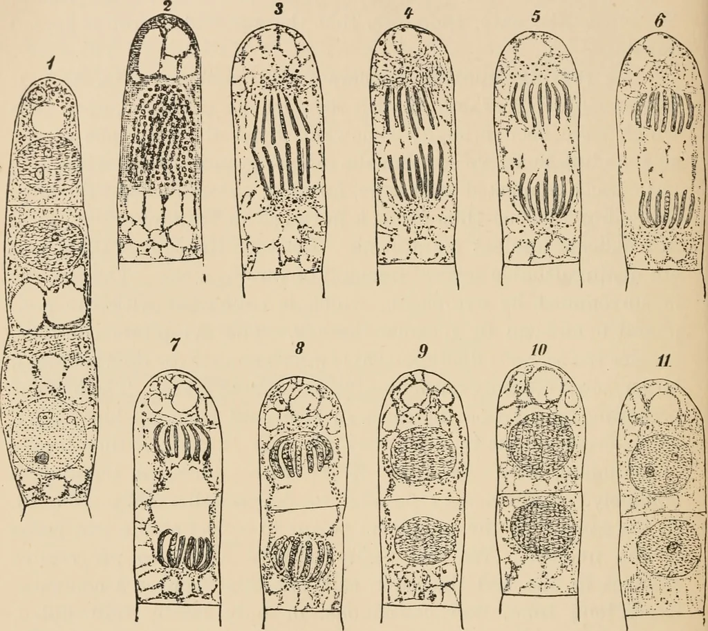 An illustration from Handbook of practical botany for the botanical laboratory and private student, 1908, leaf 473