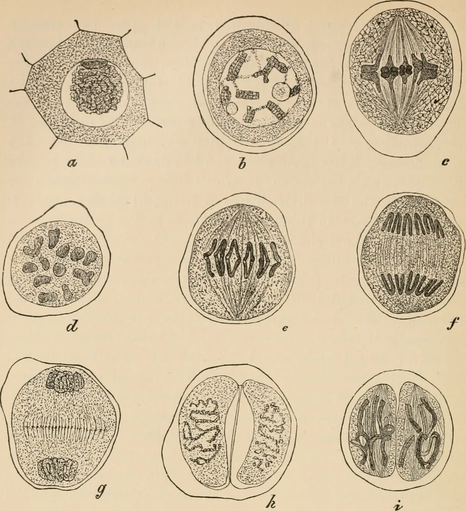 An illustration from Handbook of practical botany for the botanical laboratory and private student, 1908, leaf 479