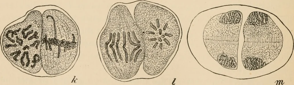 An illustration from Handbook of practical botany for the botanical laboratory and private student, 1908, leaf 479