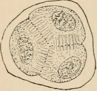 An illustration from Handbook of practical botany for the botanical laboratory and private student, 1908, leaf 481
