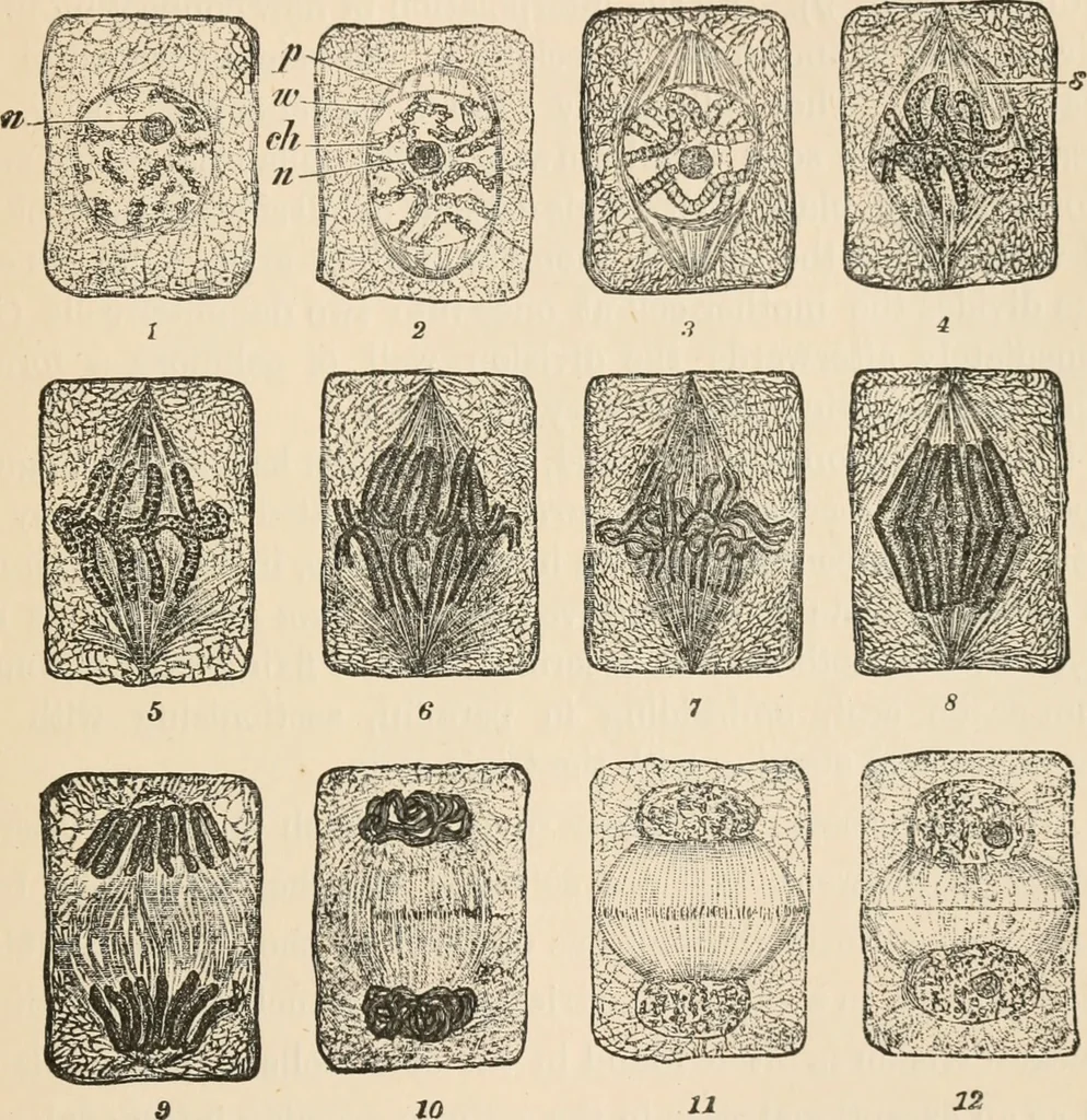 An illustration from Handbook of practical botany for the botanical laboratory and private student, 1908, leaf 498