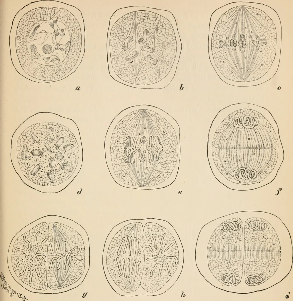 An illustration from Handbook of practical botany for the botanical laboratory and private student, 1908, leaf 500