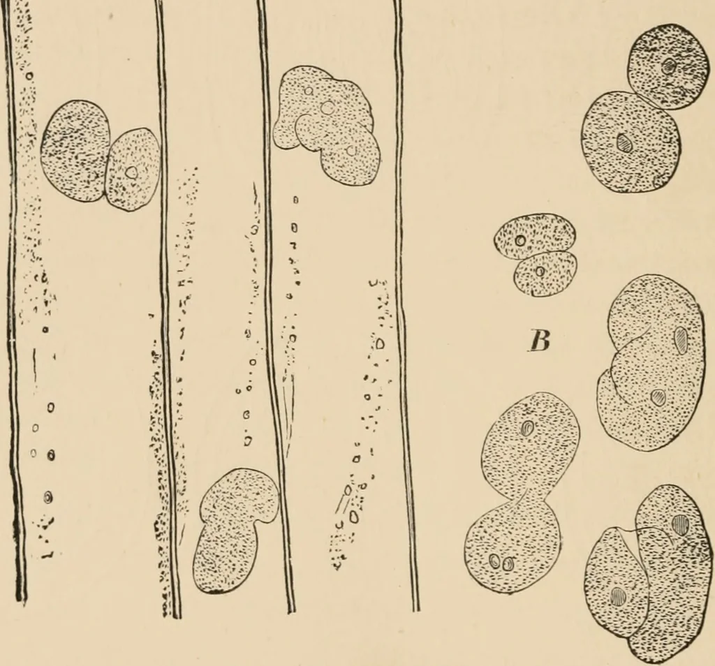 An illustration from Handbook of practical botany for the botanical laboratory and private student, 1908, leaf 501