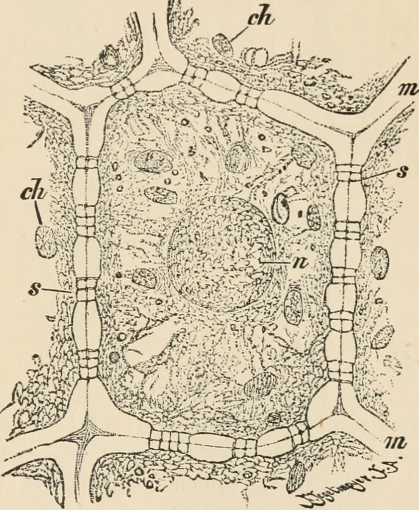 An illustration from Handbook of practical botany for the botanical laboratory and private student, 1908, leaf 502