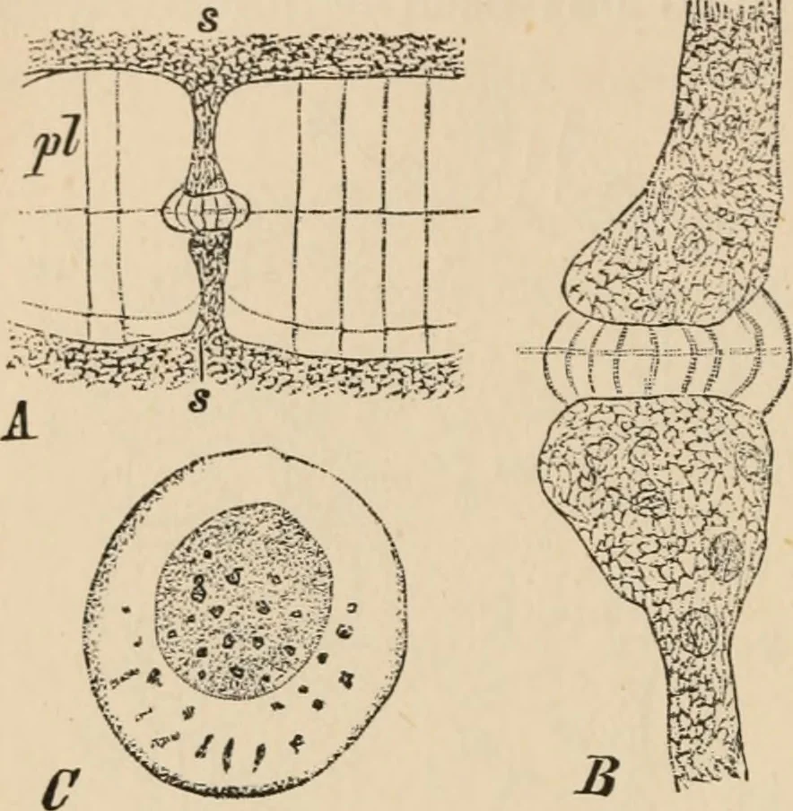 An illustration from Handbook of practical botany for the botanical laboratory and private student, 1908, leaf 503