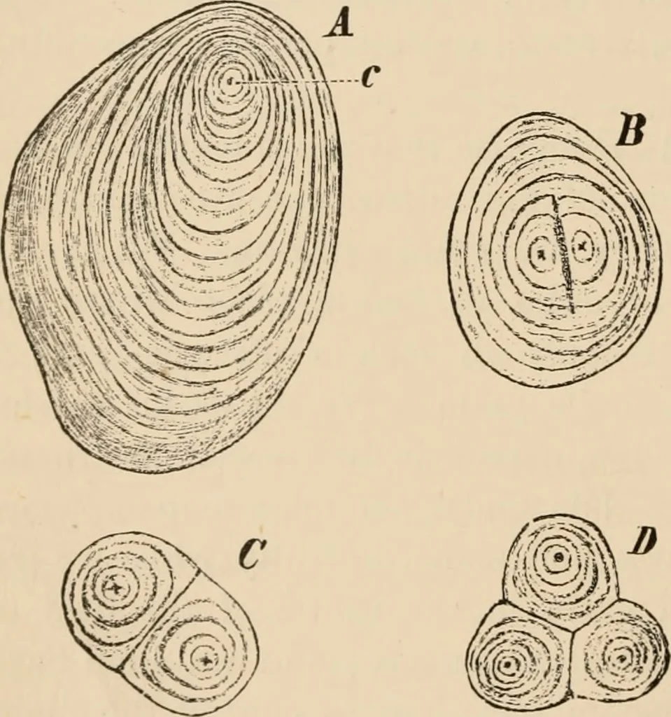 An illustration from Handbook of practical botany for the botanical laboratory and private student, 1908, leaf 51