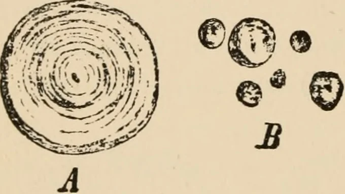 An illustration from Handbook of practical botany for the botanical laboratory and private student, 1908, leaf 55