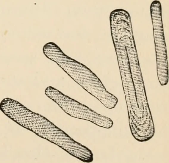 An illustration from Handbook of practical botany for the botanical laboratory and private student, 1908, leaf 56