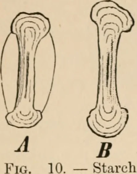 An illustration from Handbook of practical botany for the botanical laboratory and private student, 1908, leaf 57