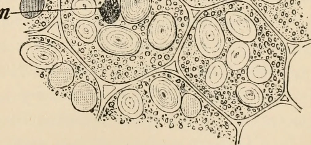 An illustration from Handbook of practical botany for the botanical laboratory and private student, 1908, leaf 64