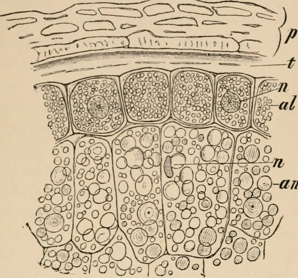 An illustration from Handbook of practical botany for the botanical laboratory and private student, 1908, leaf 67