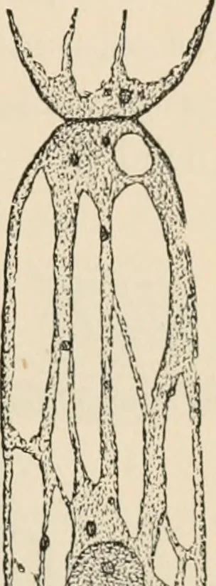 An illustration from Handbook of practical botany for the botanical laboratory and private student, 1908, leaf 76