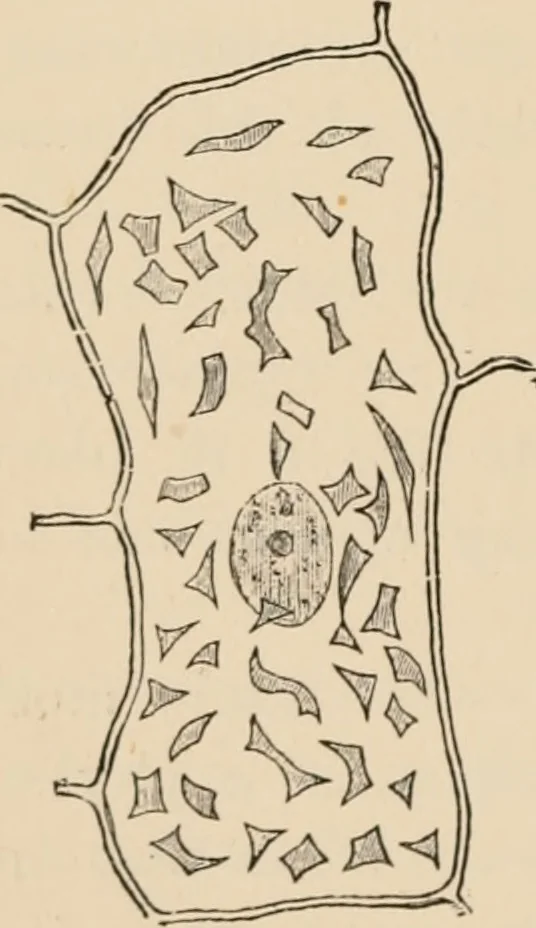An illustration from Handbook of practical botany for the botanical laboratory and private student, 1908, leaf 91