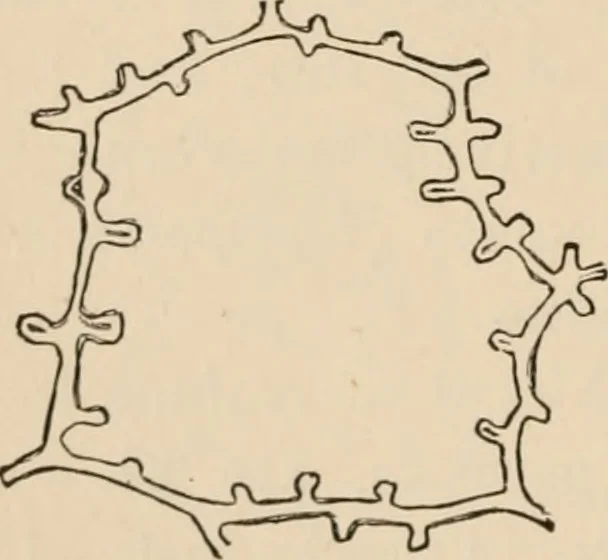 An illustration from Handbook of practical botany for the botanical laboratory and private student, 1908, leaf 93