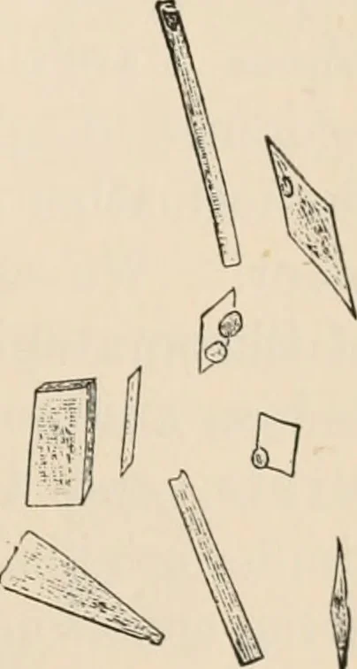 An illustration from Handbook of practical botany for the botanical laboratory and private student, 1908, leaf 94
