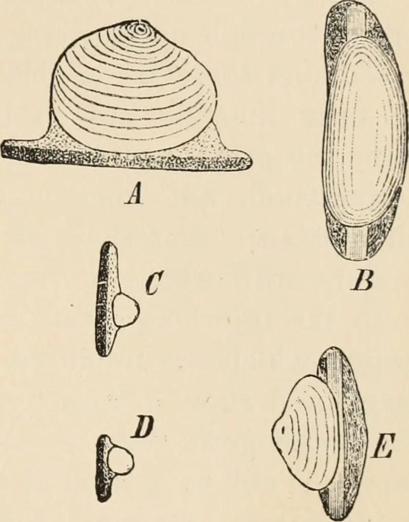 An illustration from Handbook of practical botany for the botanical laboratory and private student, 1908, leaf 96