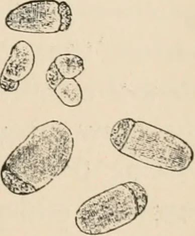 An illustration from Handbook of practical botany for the botanical laboratory and private student, 1908, leaf 96