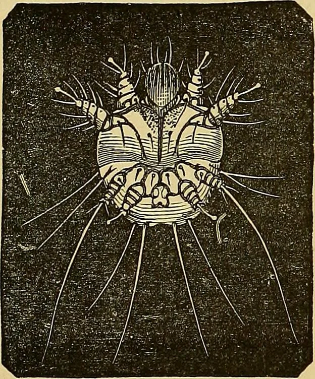 An illustration from Handbuch der klinischen Mikroskopie : mit Berücksichtigung der wichtigsten chemischen Untersuchungen am Krankenbette und der Verwendung des Mikroskopes in der gerichtlichen Medicin, 1883, leaf 107