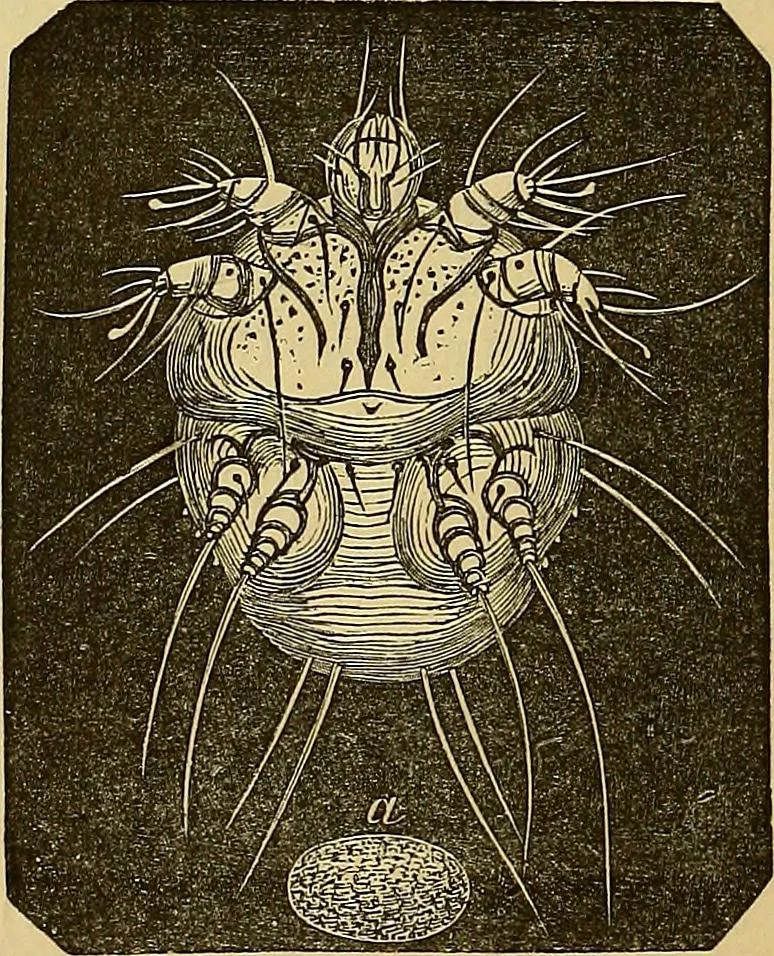 An illustration from Handbuch der klinischen Mikroskopie : mit Berücksichtigung der wichtigsten chemischen Untersuchungen am Krankenbette und der Verwendung des Mikroskopes in der gerichtlichen Medicin, 1883, leaf 107
