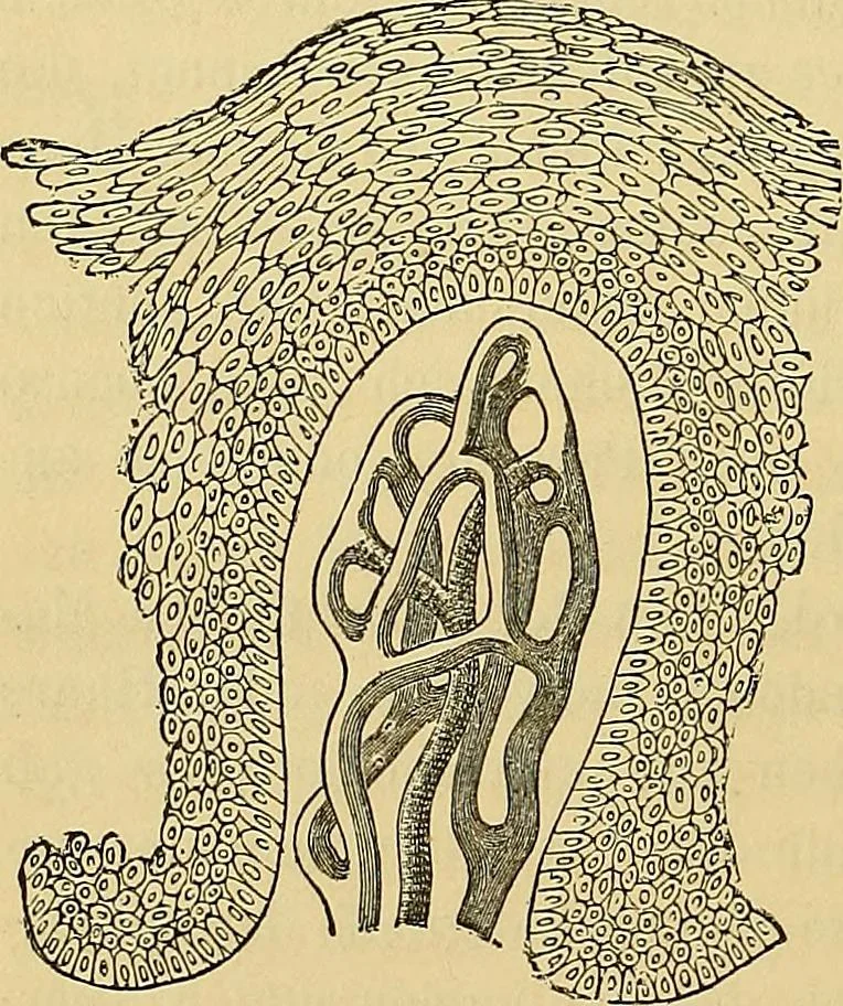 An illustration from Handbuch der klinischen Mikroskopie : mit Berücksichtigung der wichtigsten chemischen Untersuchungen am Krankenbette und der Verwendung des Mikroskopes in der gerichtlichen Medicin, 1883, leaf 115