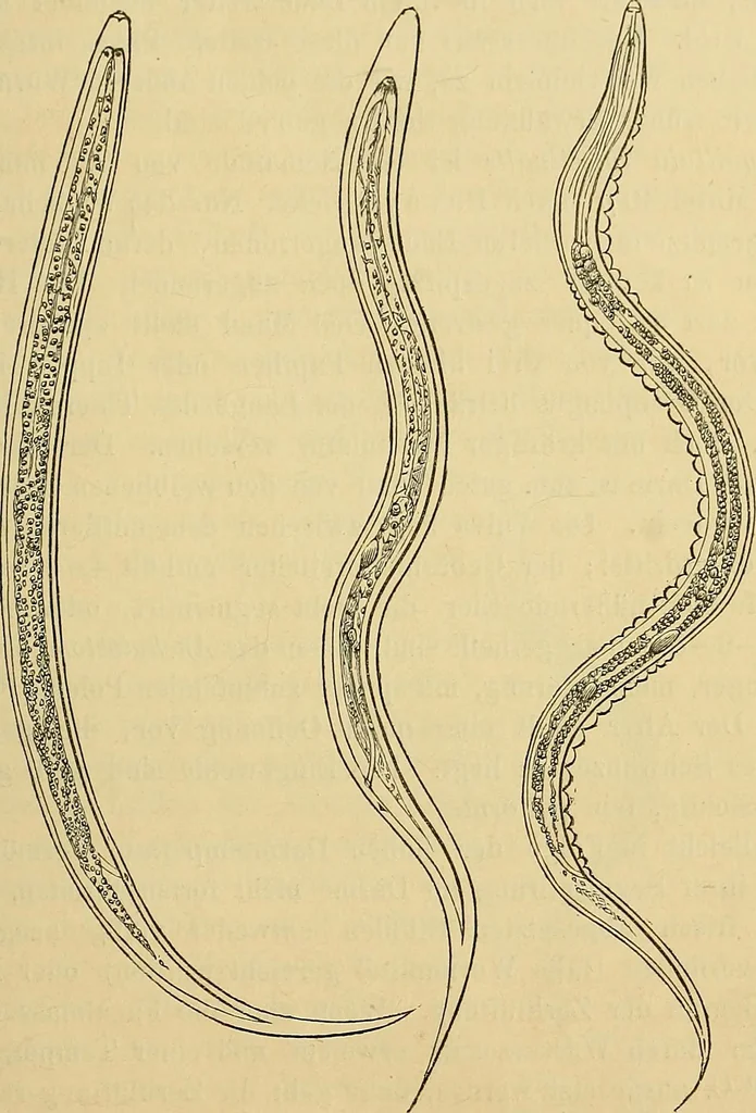 An illustration from Handbuch der klinischen Mikroskopie : mit Berücksichtigung der wichtigsten chemischen Untersuchungen am Krankenbette und der Verwendung des Mikroskopes in der gerichtlichen Medicin, 1883, leaf 144