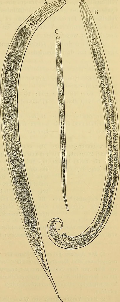 An illustration from Handbuch der klinischen Mikroskopie : mit Berücksichtigung der wichtigsten chemischen Untersuchungen am Krankenbette und der Verwendung des Mikroskopes in der gerichtlichen Medicin, 1883, leaf 148