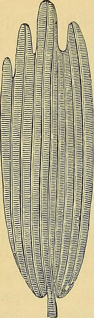 An illustration from Handbuch der klinischen Mikroskopie : mit Berücksichtigung der wichtigsten chemischen Untersuchungen am Krankenbette und der Verwendung des Mikroskopes in der gerichtlichen Medicin, 1883, leaf 23