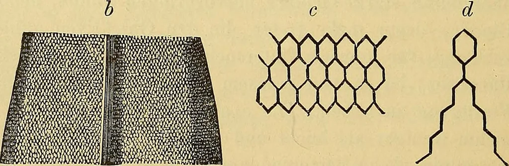 An illustration from Handbuch der klinischen Mikroskopie : mit Berücksichtigung der wichtigsten chemischen Untersuchungen am Krankenbette und der Verwendung des Mikroskopes in der gerichtlichen Medicin, 1883, leaf 23