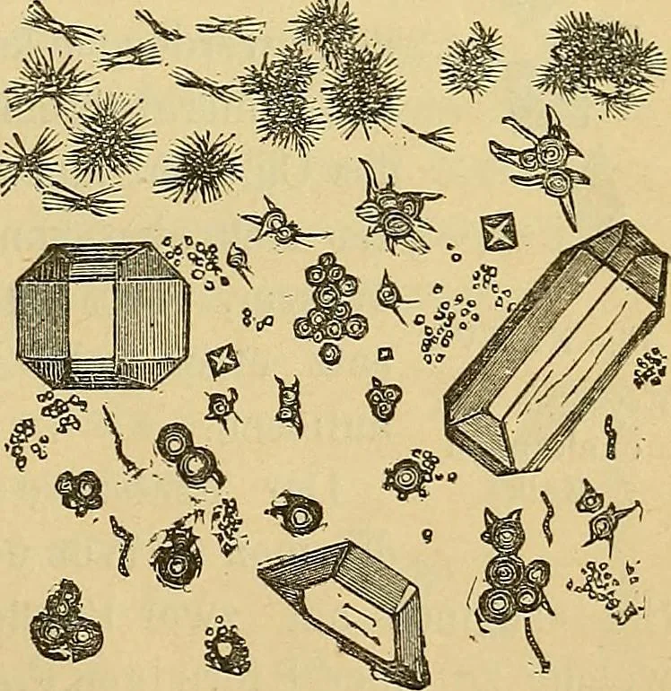 An illustration from Handbuch der klinischen Mikroskopie : mit Berücksichtigung der wichtigsten chemischen Untersuchungen am Krankenbette und der Verwendung des Mikroskopes in der gerichtlichen Medicin, 1883, leaf 242