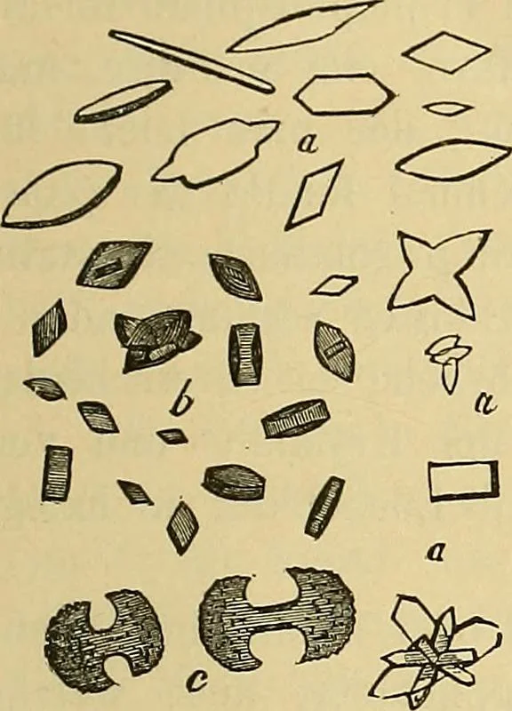 An illustration from Handbuch der klinischen Mikroskopie : mit Berücksichtigung der wichtigsten chemischen Untersuchungen am Krankenbette und der Verwendung des Mikroskopes in der gerichtlichen Medicin, 1883, leaf 244