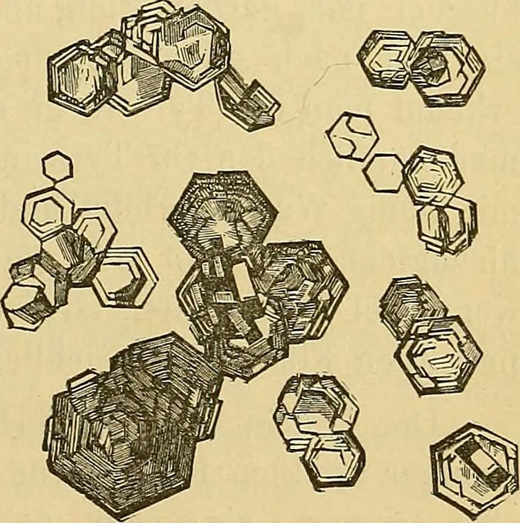 An illustration from Handbuch der klinischen Mikroskopie : mit Berücksichtigung der wichtigsten chemischen Untersuchungen am Krankenbette und der Verwendung des Mikroskopes in der gerichtlichen Medicin, 1883, leaf 246