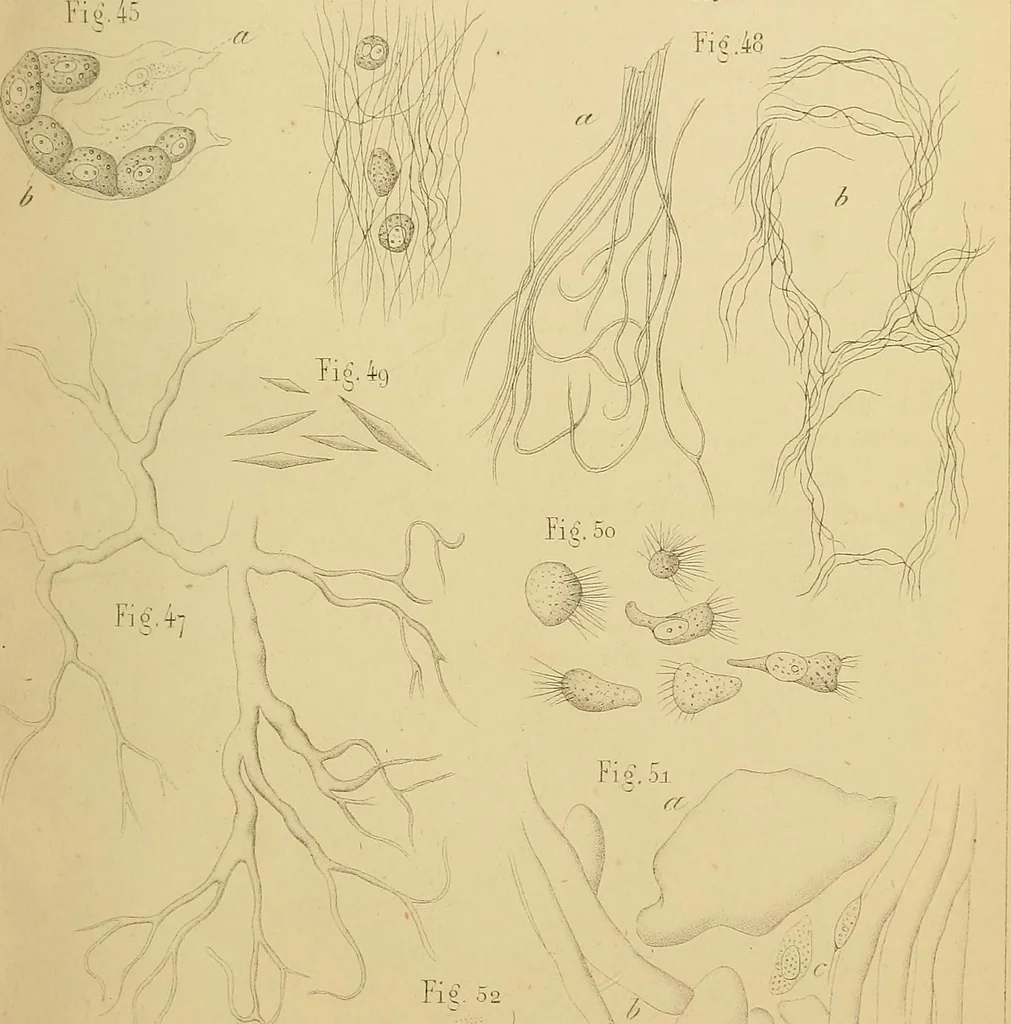 An illustration from Handbuch der klinischen Mikroskopie : mit Berücksichtigung der wichtigsten chemischen Untersuchungen am Krankenbette und der Verwendung des Mikroskopes in der gerichtlichen Medicin, 1883, leaf 288