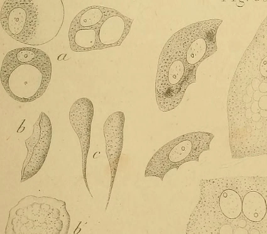 An illustration from Handbuch der klinischen Mikroskopie : mit Berücksichtigung der wichtigsten chemischen Untersuchungen am Krankenbette und der Verwendung des Mikroskopes in der gerichtlichen Medicin, 1883, leaf 292